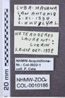 Etiketten zu Selasia fulva (NHMW-ZOO-COL-0010186)